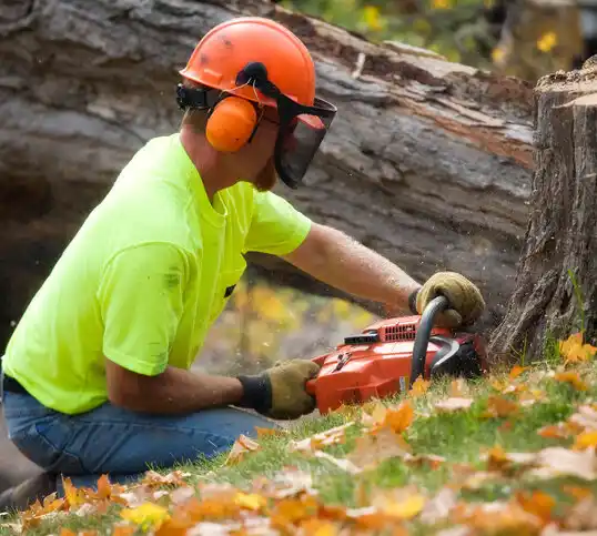 tree services Parma